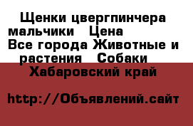 Щенки цвергпинчера мальчики › Цена ­ 25 000 - Все города Животные и растения » Собаки   . Хабаровский край